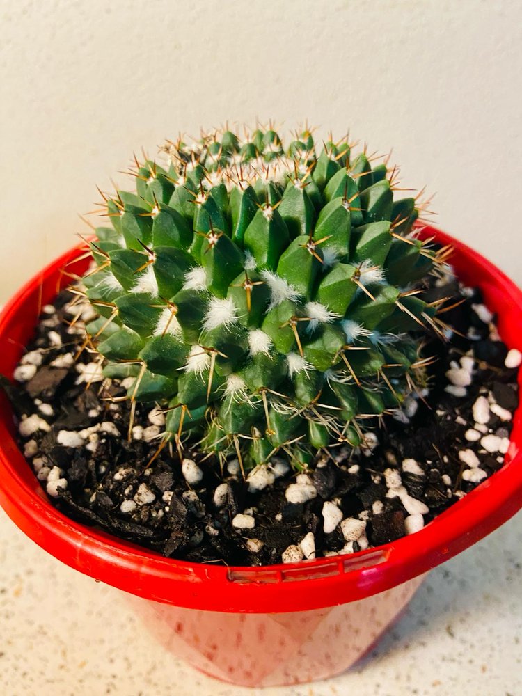 Cacti - Pincushion Cactus Nejapensis