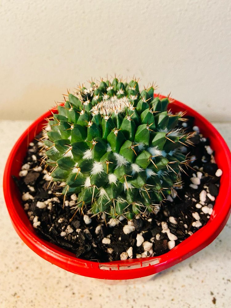 Cacti - Pincushion Cactus Nejapensis