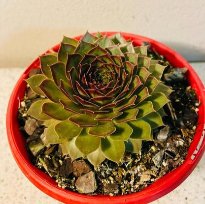 Sempervivum Special #31