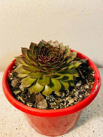 Sempervivum Special #31