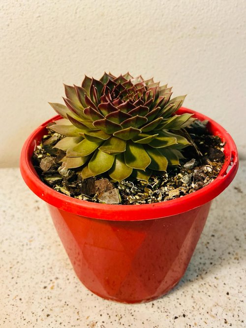 Sempervivum Special #31