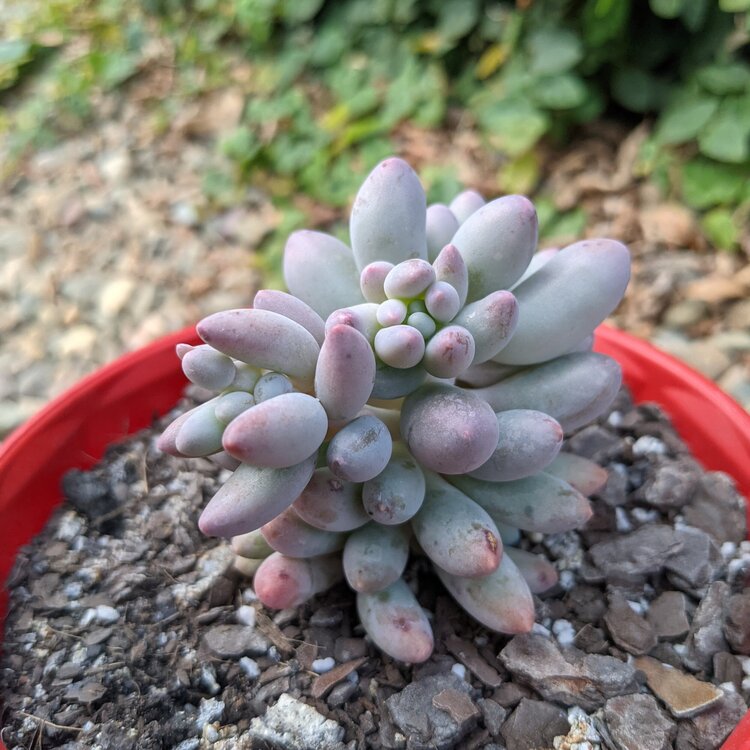 Pachyphytum Rzedowski