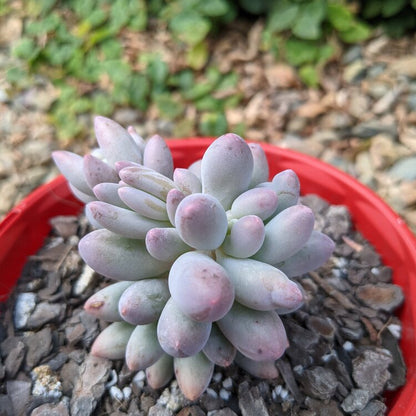 Pachyphytum Rzedowski