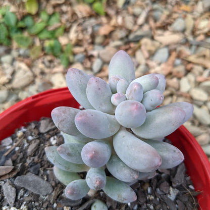 Pachyphytum Rzedowski