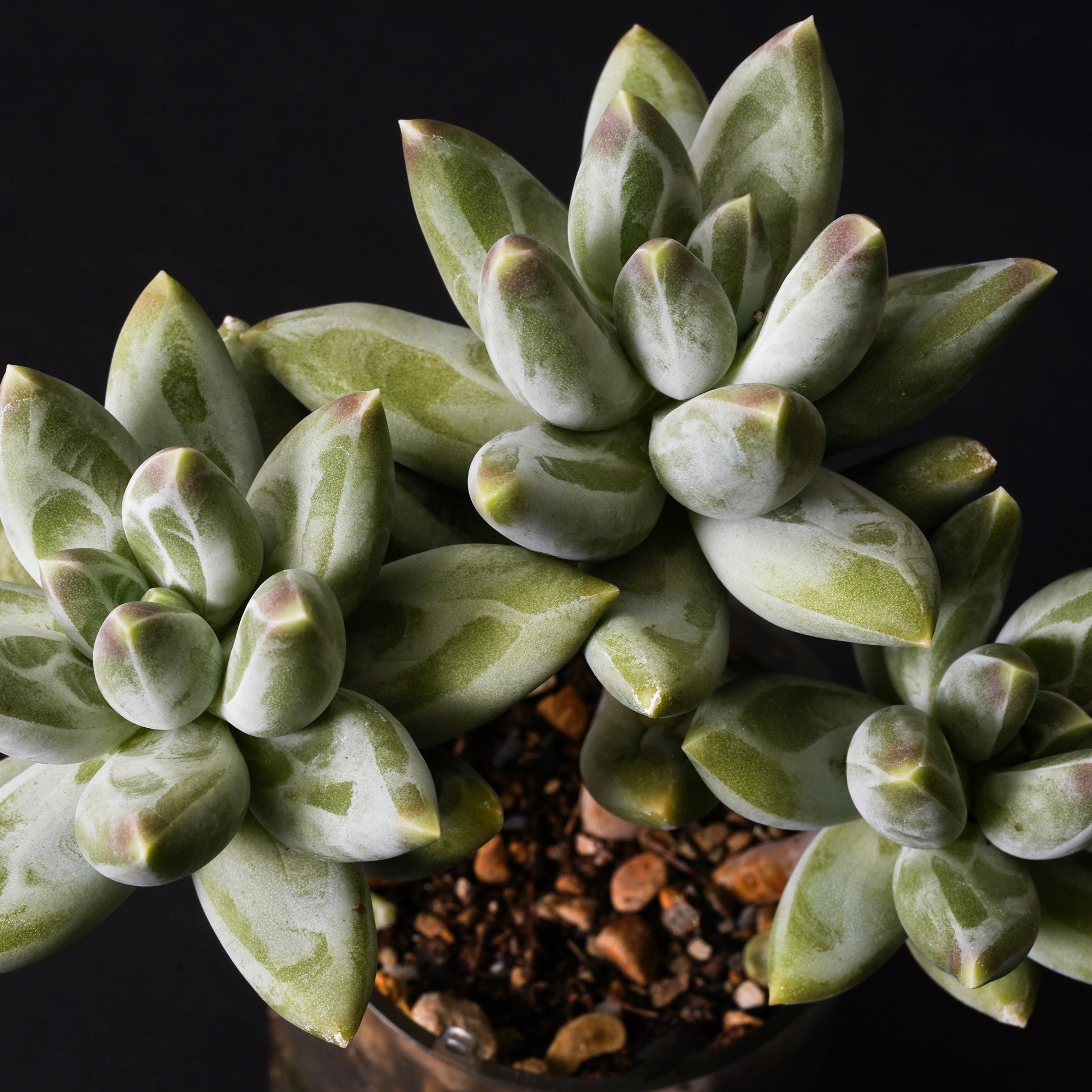 succulent world Pachyphytum Compactum – Succulents World