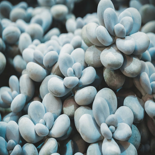 Pachyphytum Oviferum 'Moonstones'(Moonstones" or "Sugar Almond Plant)