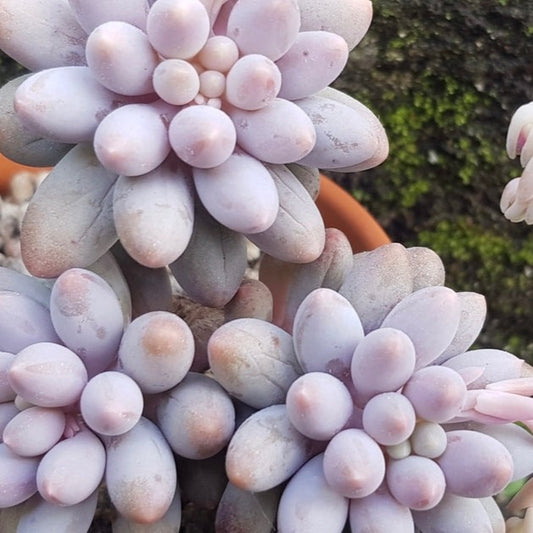 Pachyphytum Rzedowski