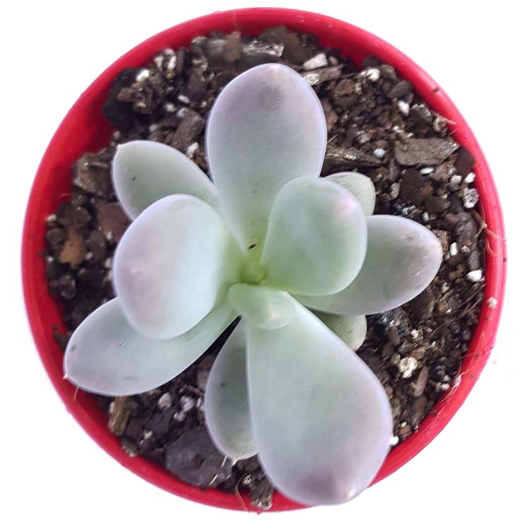 Pachyphytum Glutinicaule