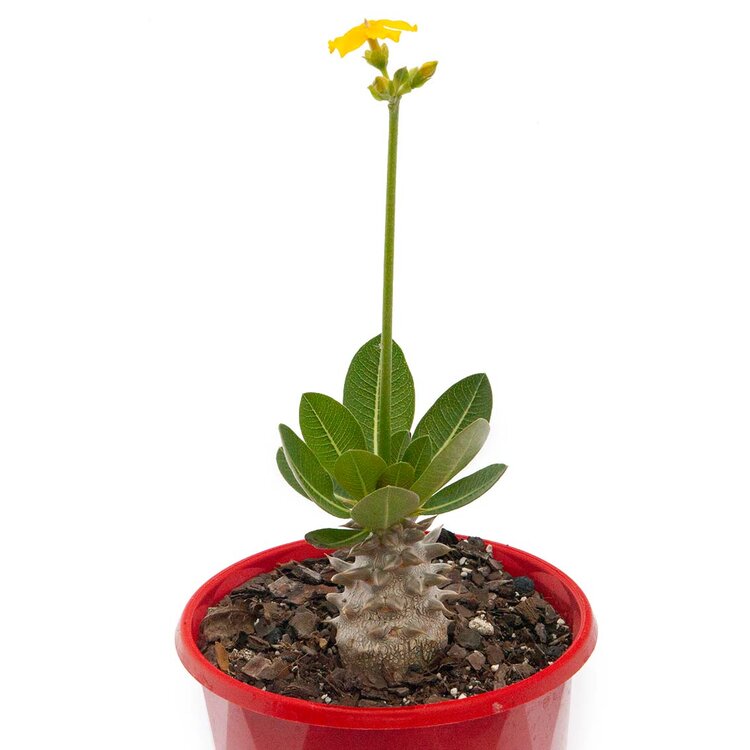 Pachypodium Yellow