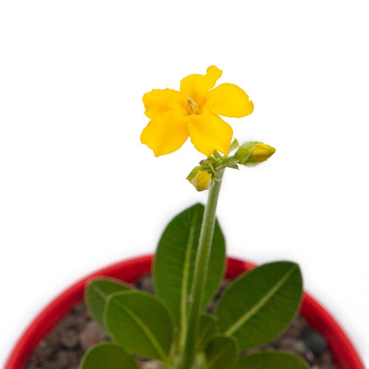 Pachypodium Yellow