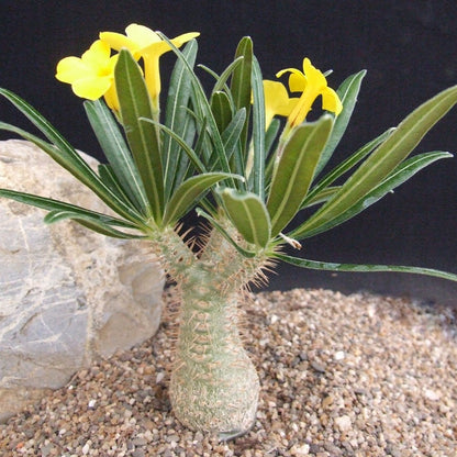 Pachypodium Yellow