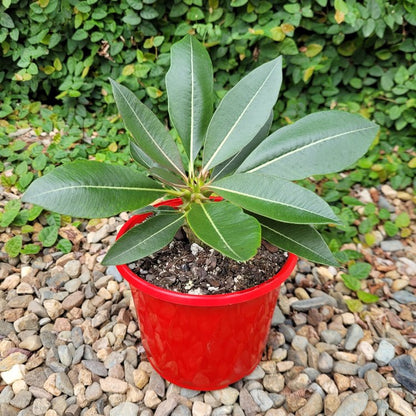 Pachypodium baronii- red flower