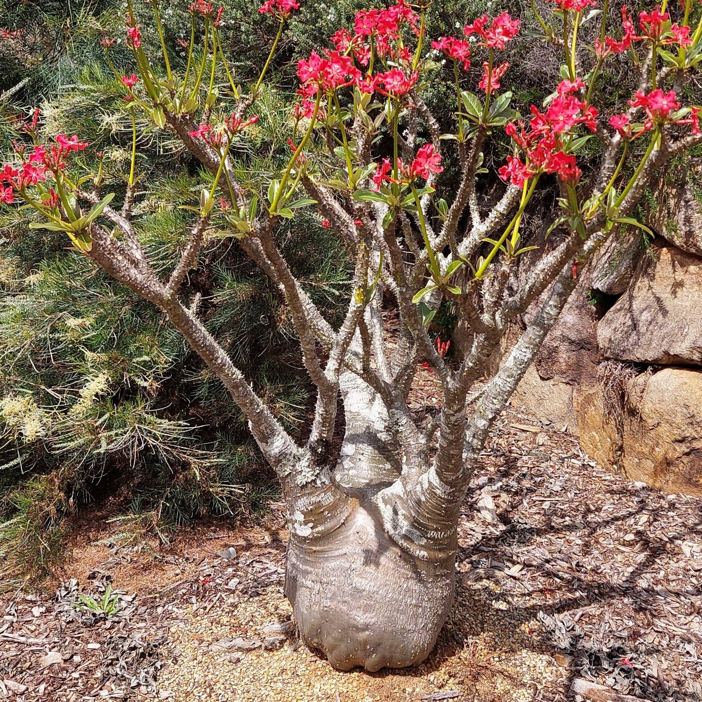 Pachypodium baronii- red flower