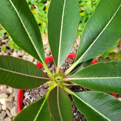 Pachypodium baronii- red flower