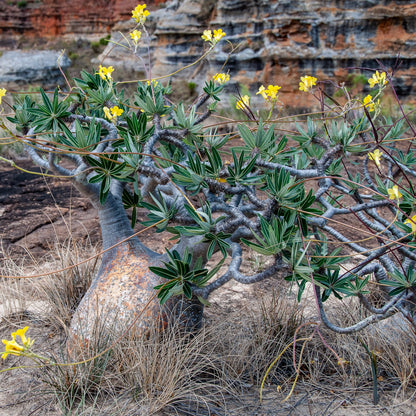 Pachypodium Yellow