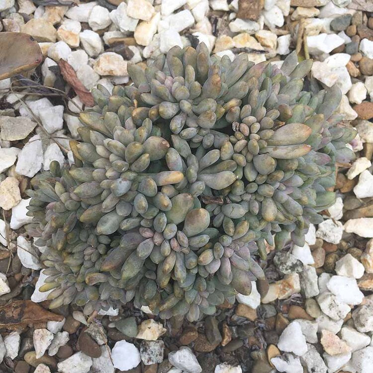 Pachyveria Elaine Wright