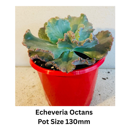 Echeveria Assortment – Mixed Varieties