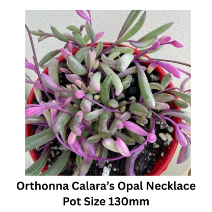 Succulent String Mix – Hanging / Trailing Varieties