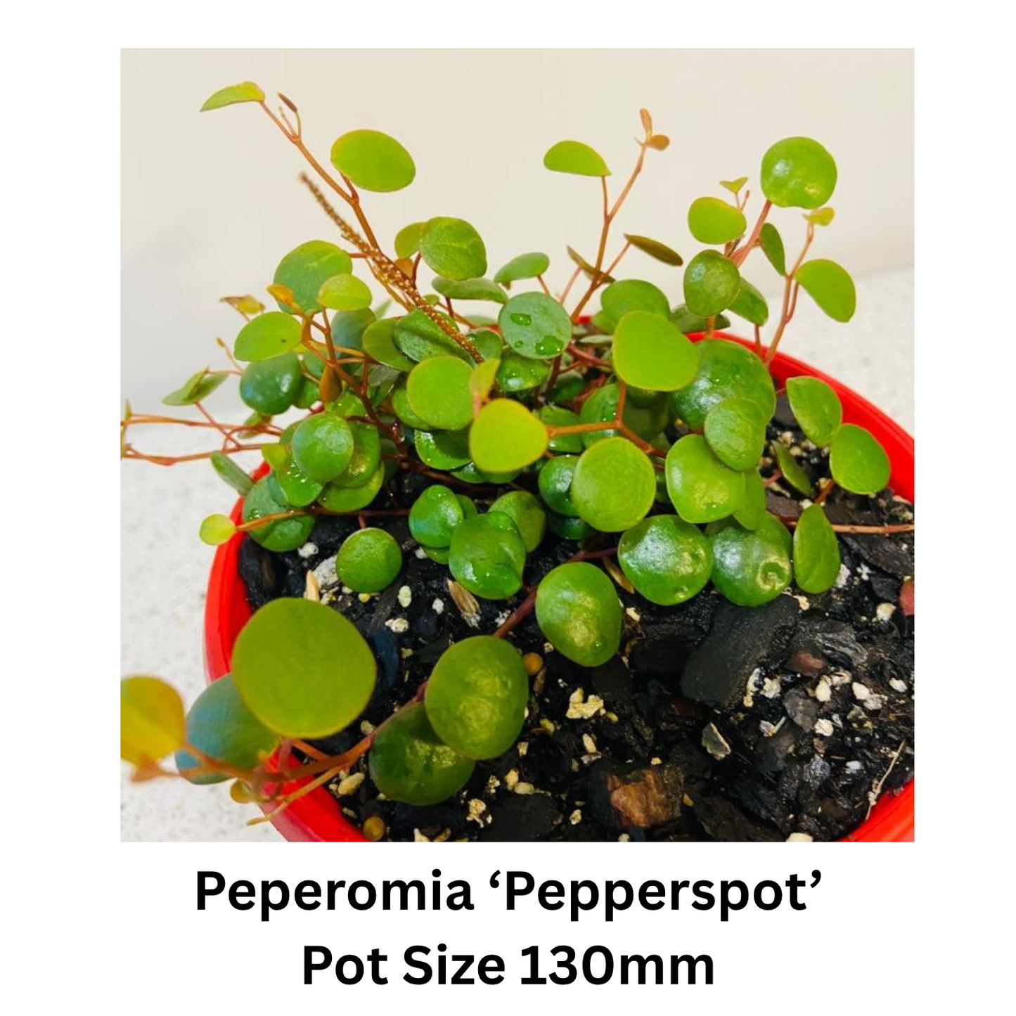 Succulent String Mix – Hanging / Trailing Varieties