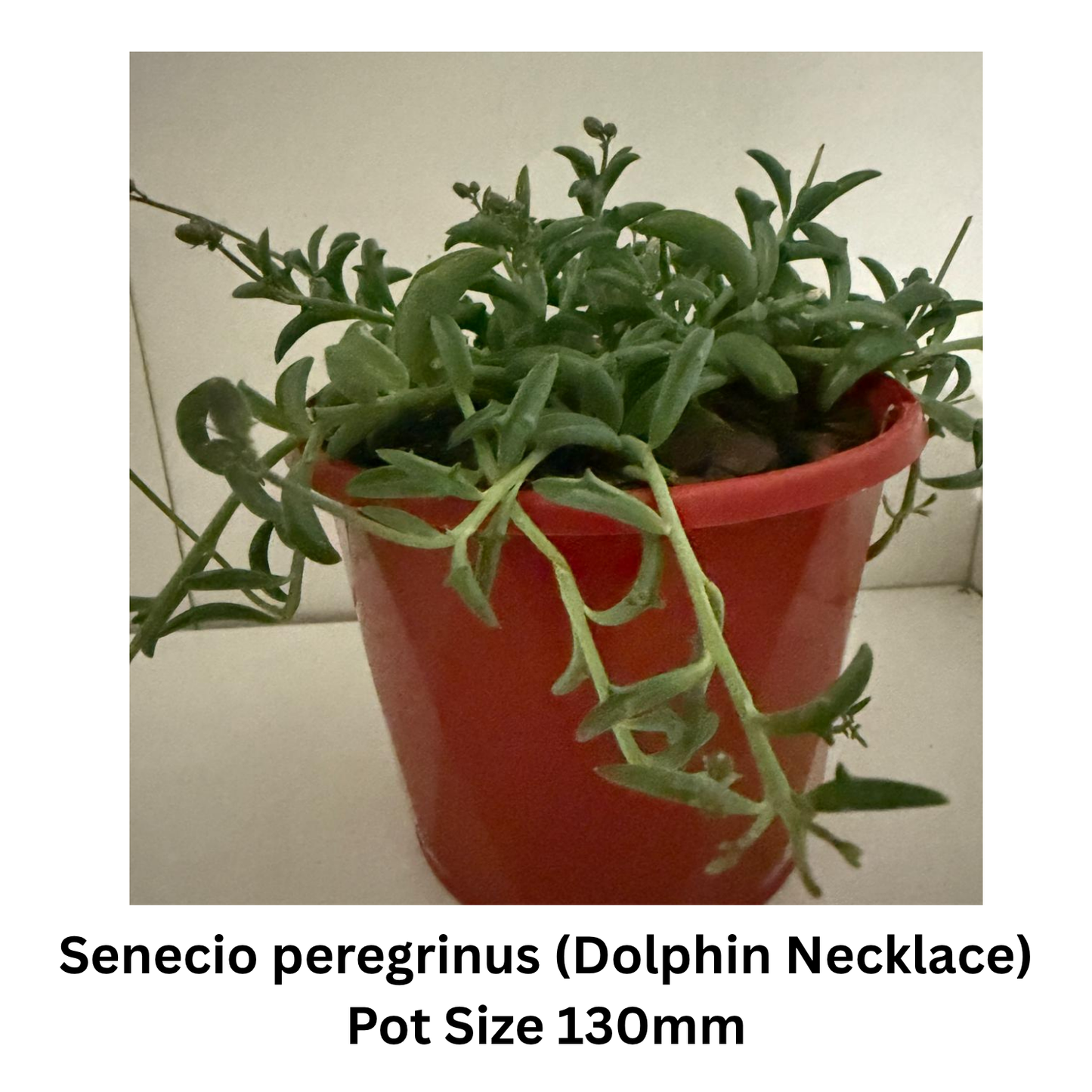 Succulent String Mix – Hanging / Trailing Varieties