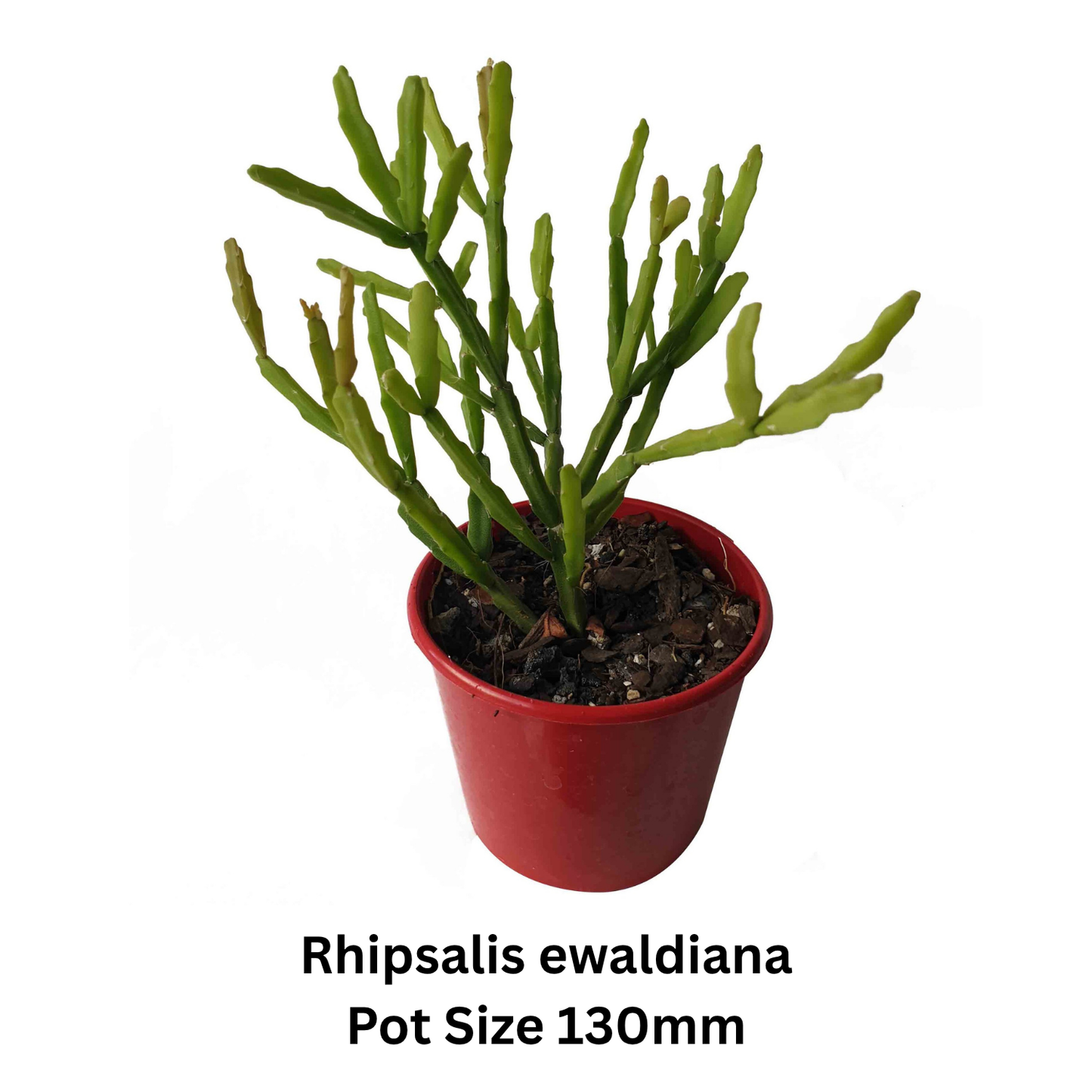 Rhipsalis Mix – Epiphytic Cactus Collection