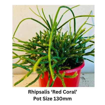 Rhipsalis Mix – Epiphytic Cactus Collection