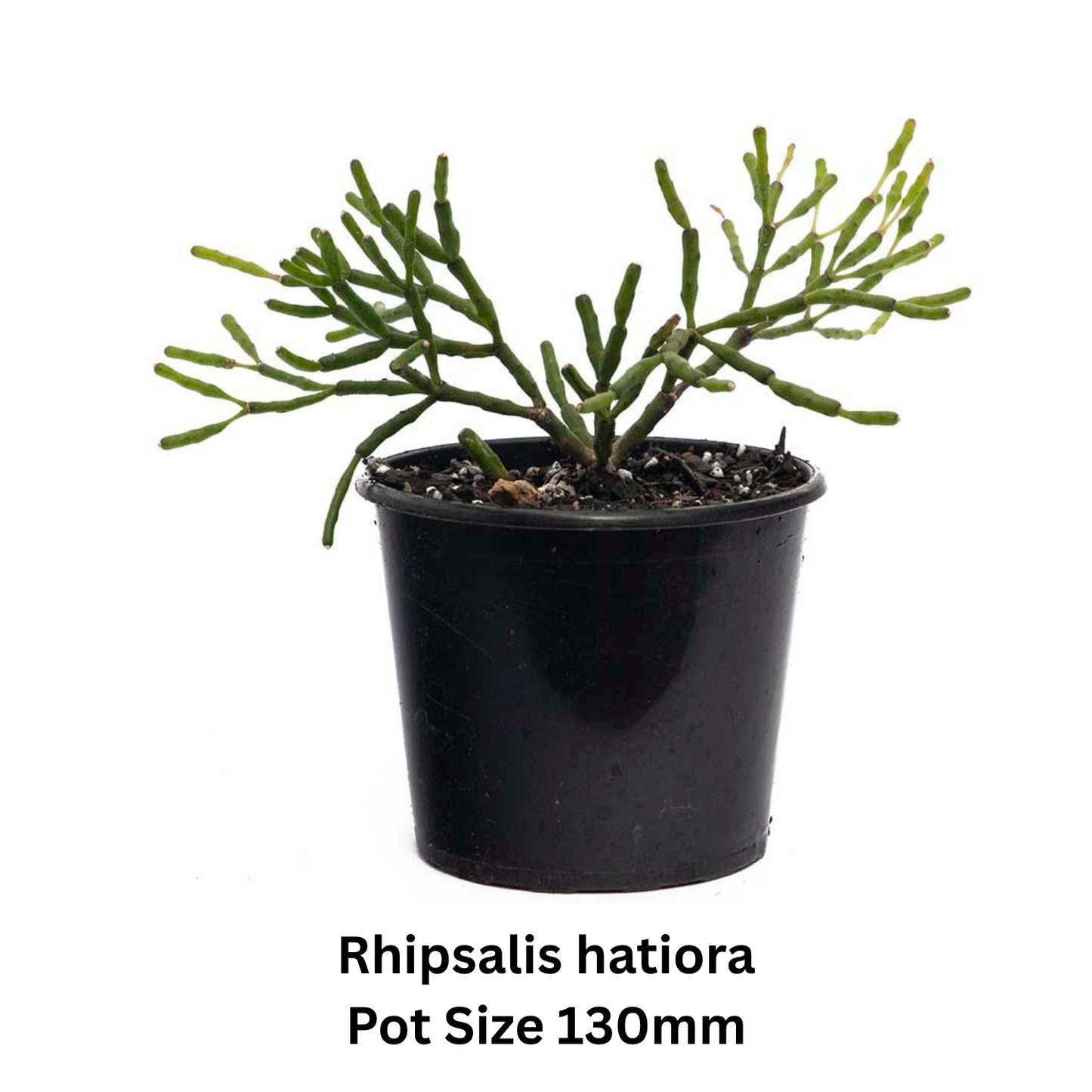 Rhipsalis Mix – Epiphytic Cactus Collection