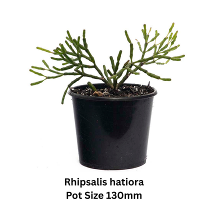 Rhipsalis Mix – Epiphytic Cactus Collection