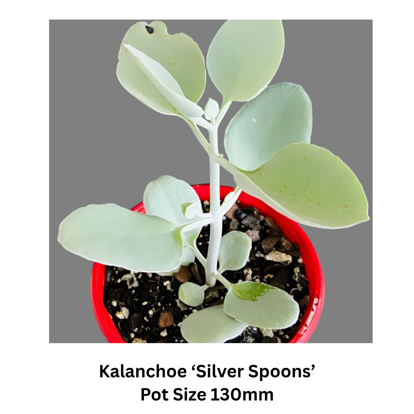 Succulent Mix – Decorative; Hardy Varieties