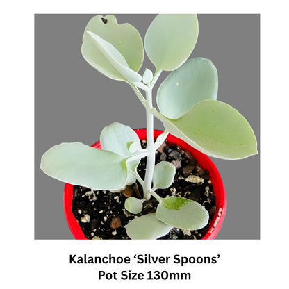 Succulent Mix – Decorative; Hardy Varieties