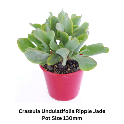 Succulent Mix – Decorative; Hardy Varieties