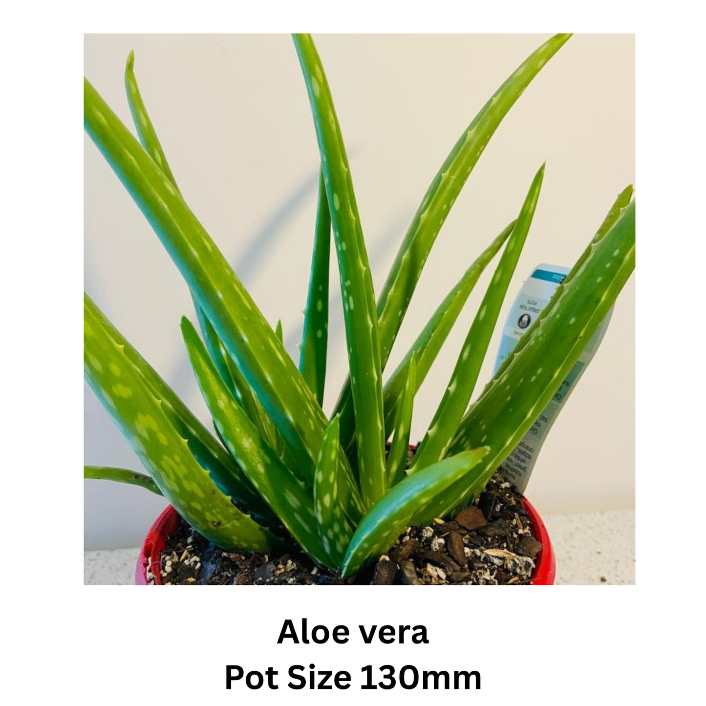 Succulent Mix – Decorative; Hardy Varieties