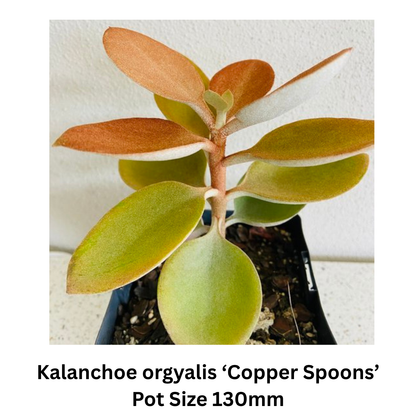 Succulent Mix – Decorative; Hardy Varieties