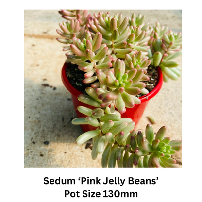 Succulent Mix – Decorative; Hardy Varieties