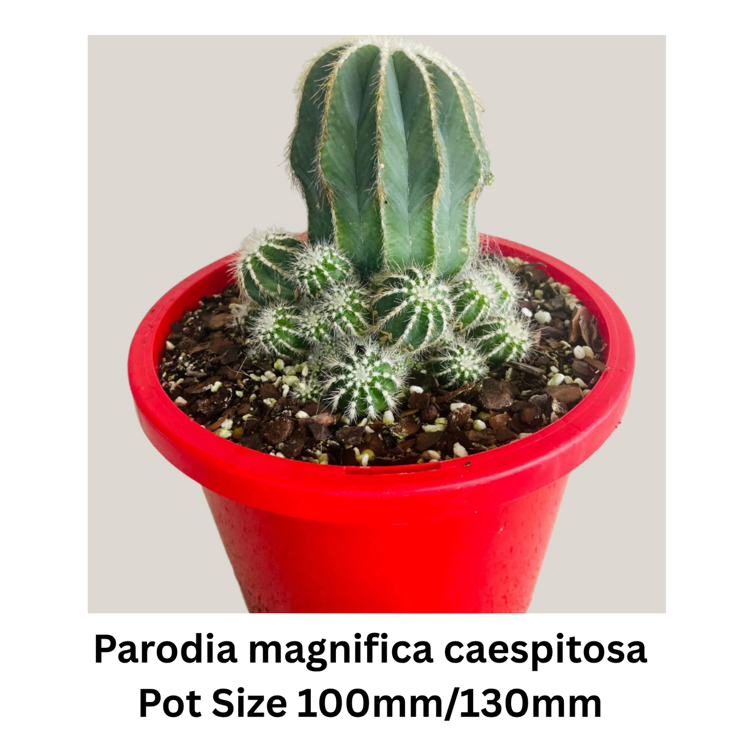 Cactus Pack – Mixed Varieties  130mm