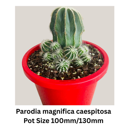 Cactus Pack – Mixed Varieties  130mm