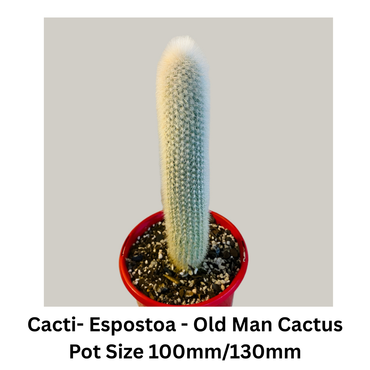 Cactus Pack – Mixed Varieties  130mm