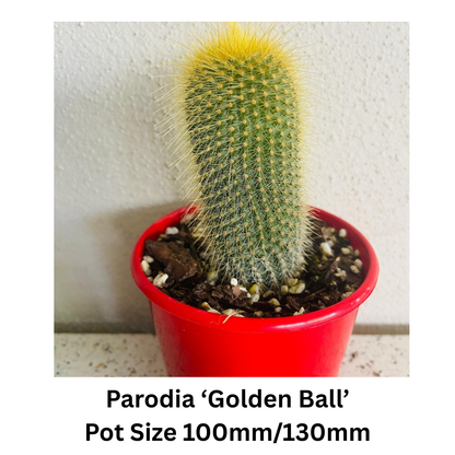 Cactus Pack – Mixed Varieties  130mm
