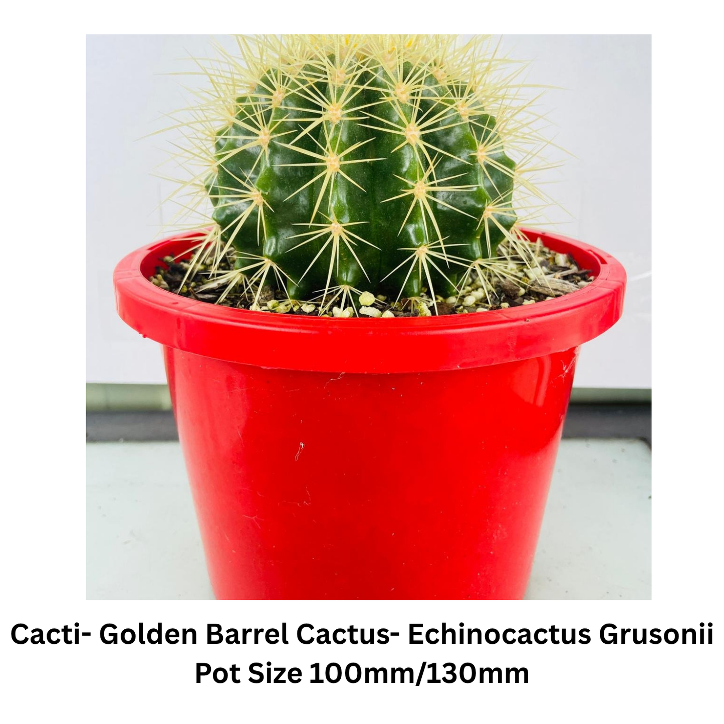 Cactus Pack – Mixed Varieties  130mm