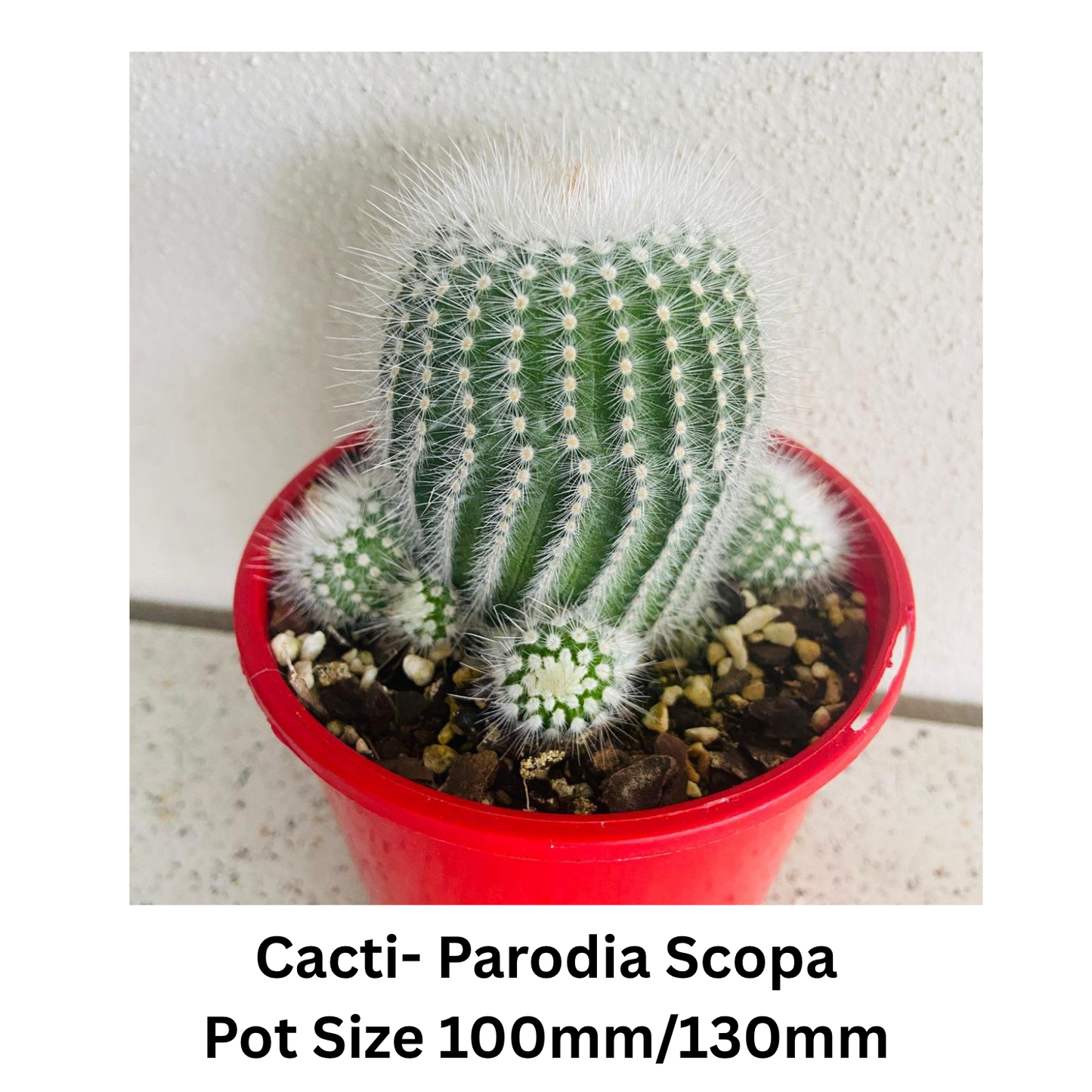 Cactus Pack – Mixed Varieties  130mm