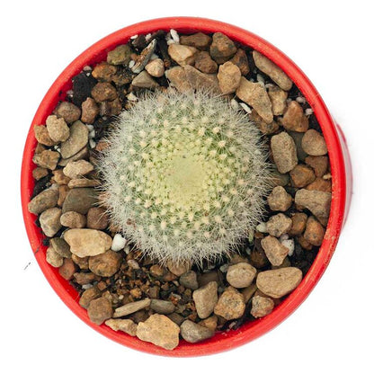 Cacti- Parodia Haselbergii "scarlet ball cactus'