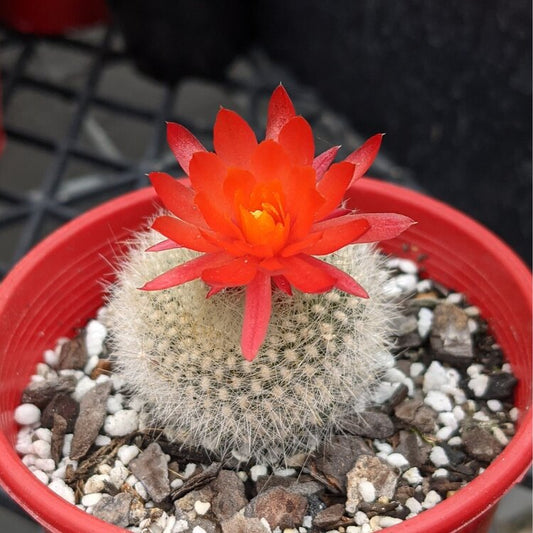 Cacti- Parodia Haselbergii "scarlet ball cactus'