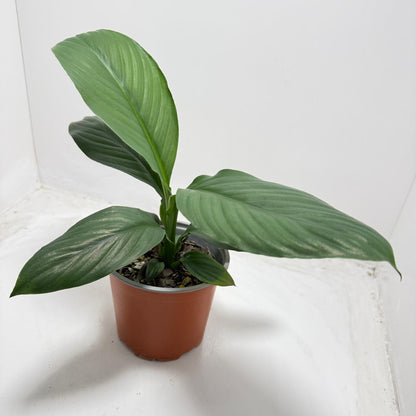 Peace Lily ‘Green Bat’ 130 mm