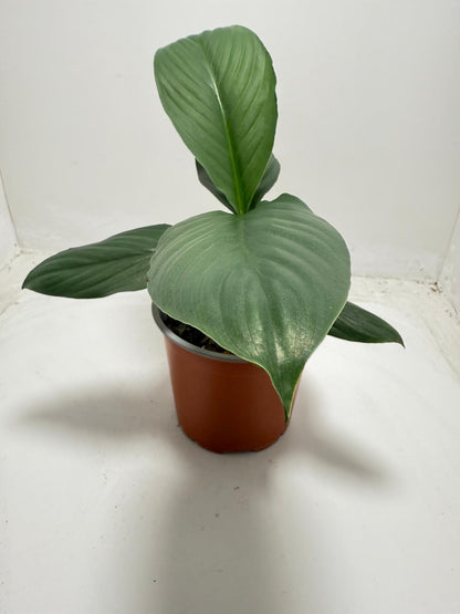 Peace Lily ‘Green Bat’ 130 mm