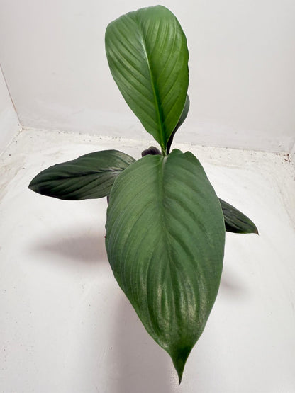 Peace Lily ‘Green Bat’ 130 mm