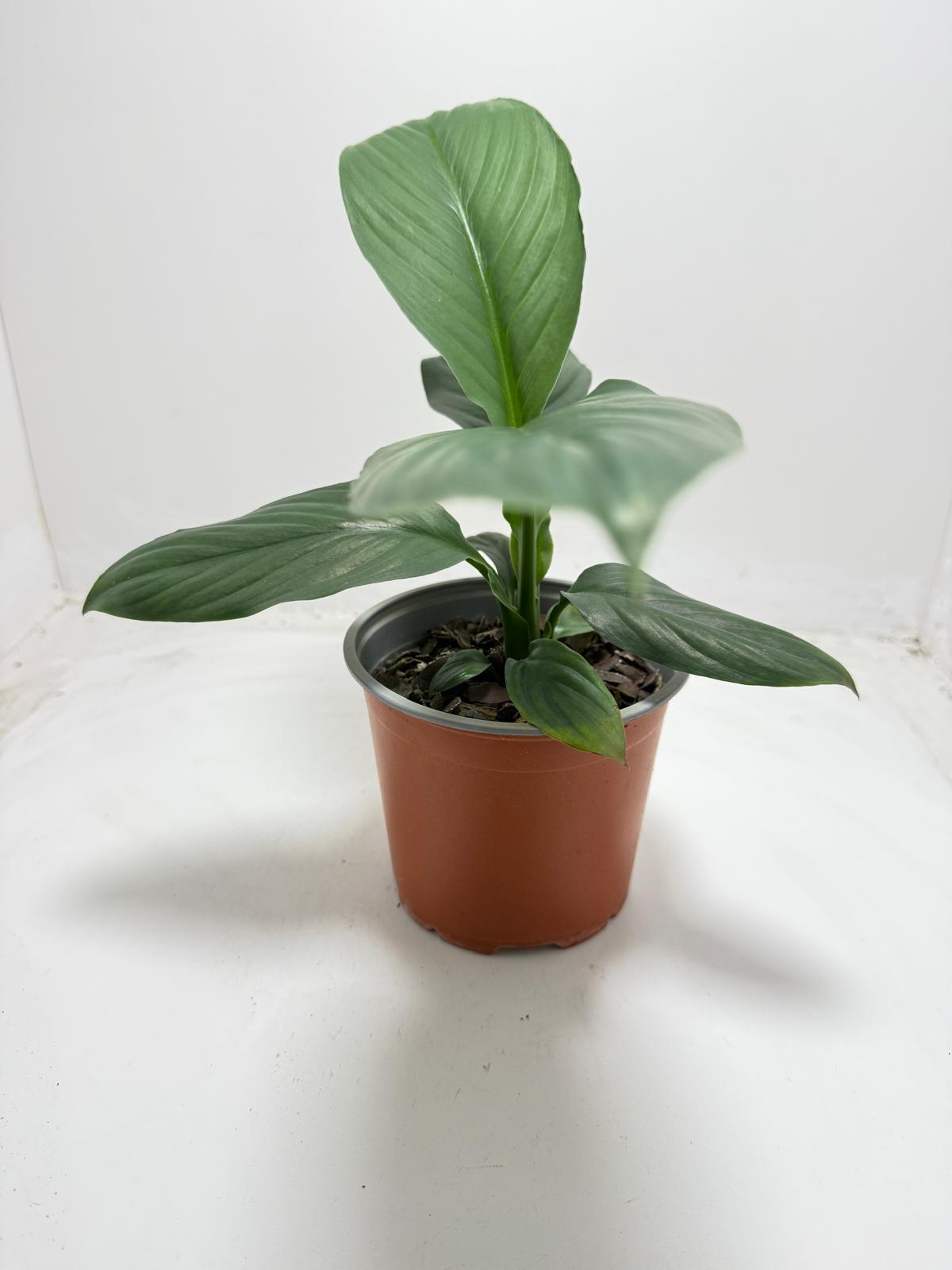 Peace Lily ‘Green Bat’ 130 mm