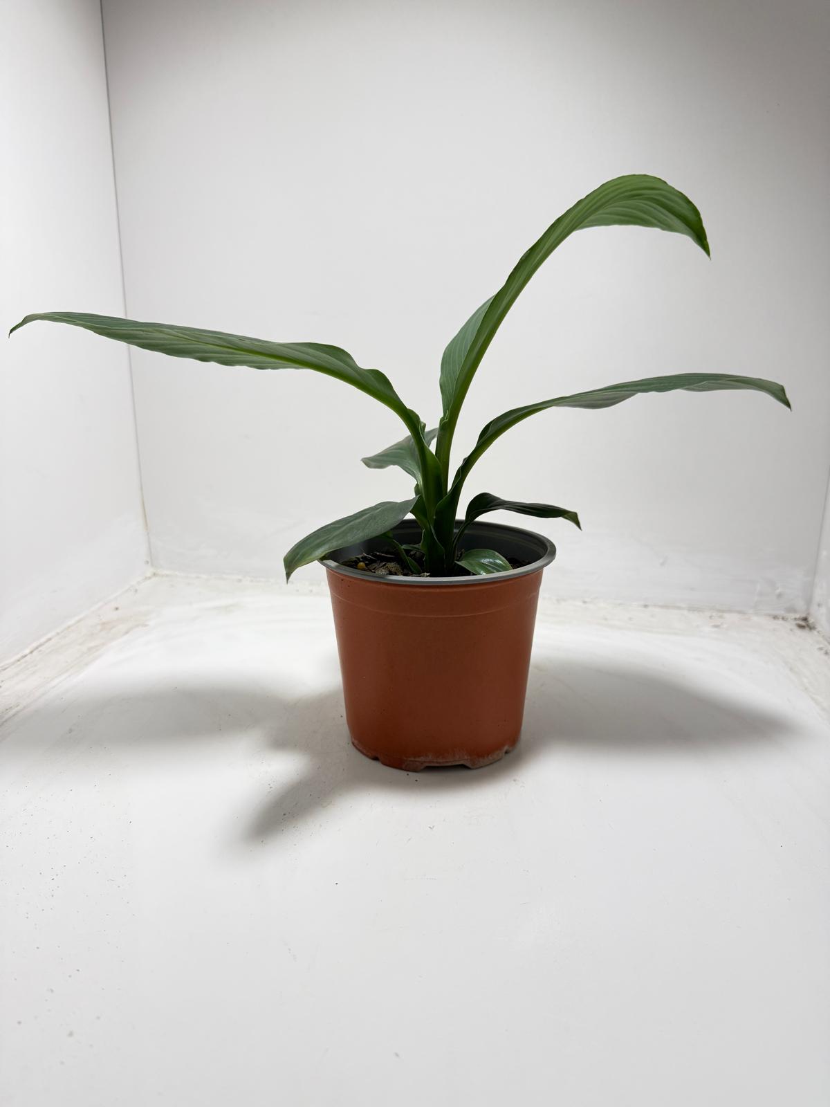 Peace Lily ‘Green Bat’ 130 mm