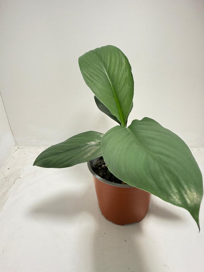 Peace Lily ‘Green Bat’ 130 mm