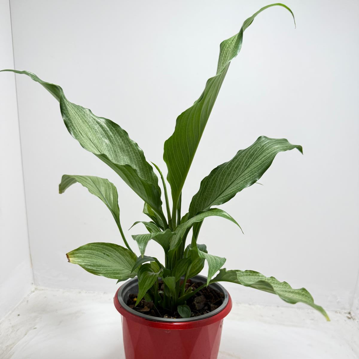Peace Lily ‘Platinum Mist’ 130mm