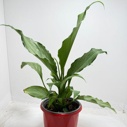 Peace Lily ‘Platinum Mist’ 130mm